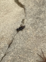 Ellipes minuta