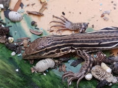 Aspidoscelis gularis