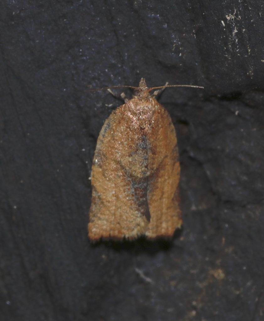 Argyrotaenia urbana