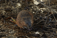 Ondatra zibethicus