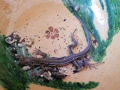 Aspidoscelis gularis