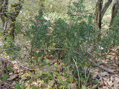 Ruscus aculeatus
