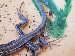 Aspidoscelis gularis