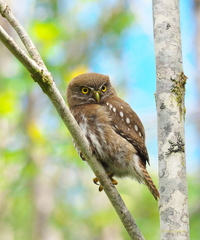 Glaucidium nana