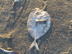 Selene setapinnis