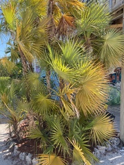 Coccothrinax
