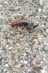 Anisolabis littorea