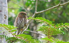 Glaucidium nana