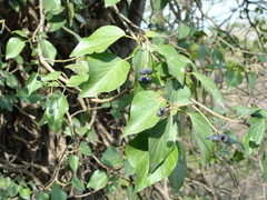 Hedera colchica