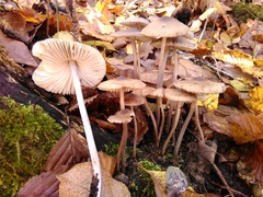 Mycena polygramma