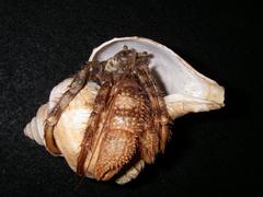Pagurus setosus