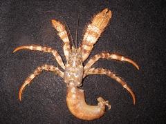 Pagurus setosus