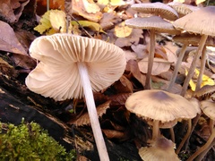Mycena polygramma
