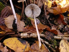 Mycena polygramma