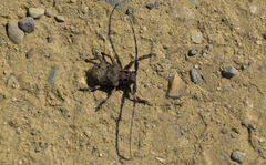 Mesosa curculionoides