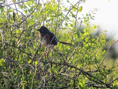 Pipilo erythrophthalmus alleni