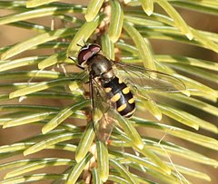 Melangyna lasiophthalma