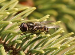 Melangyna lasiophthalma