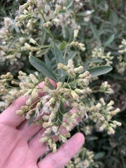 Baccharis punctulata