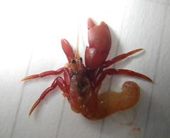 Pagurus middendorffii