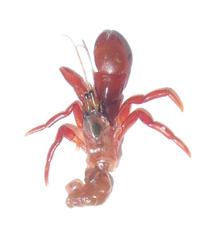 Pagurus middendorffii