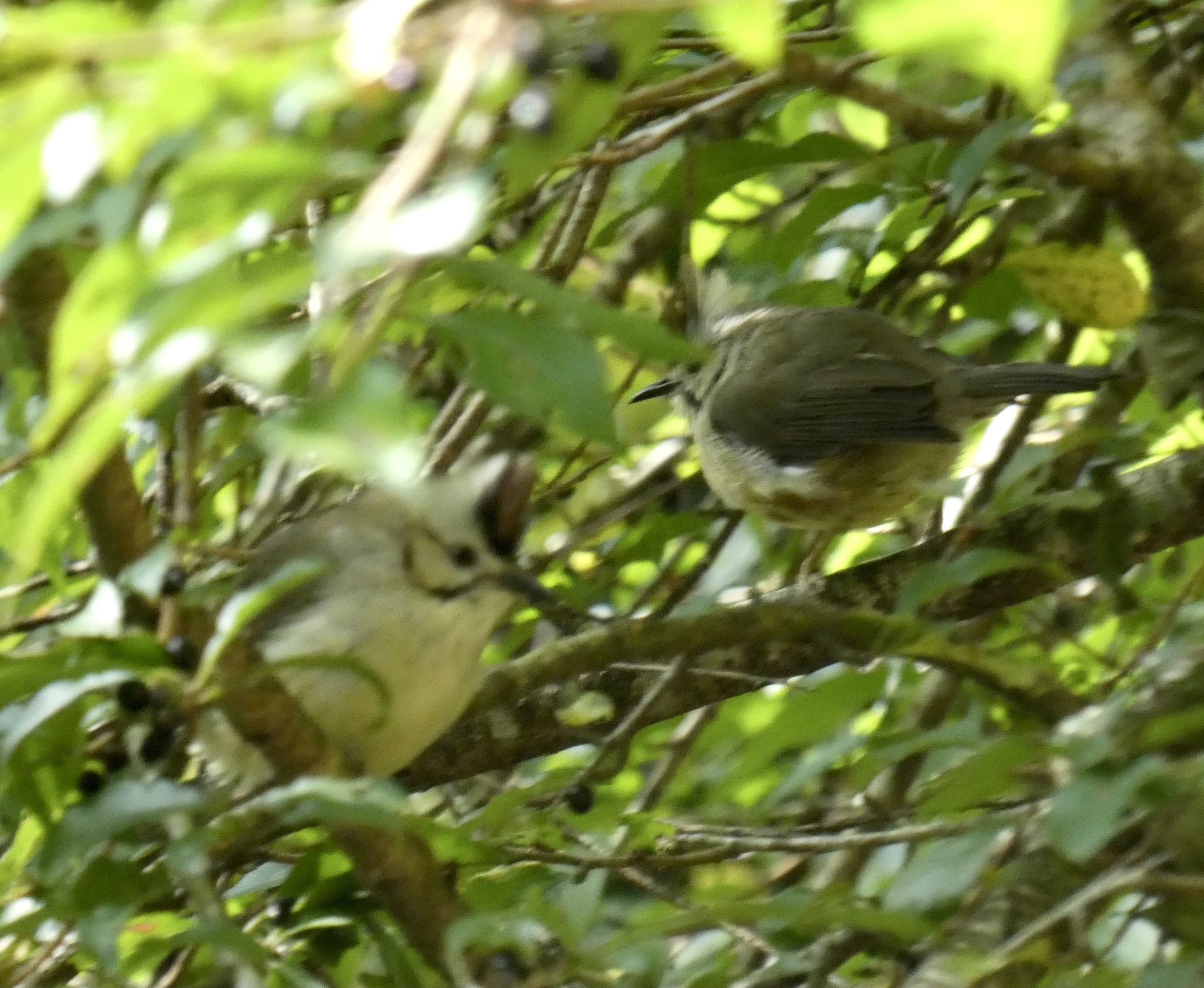 Taiwan Yuhina