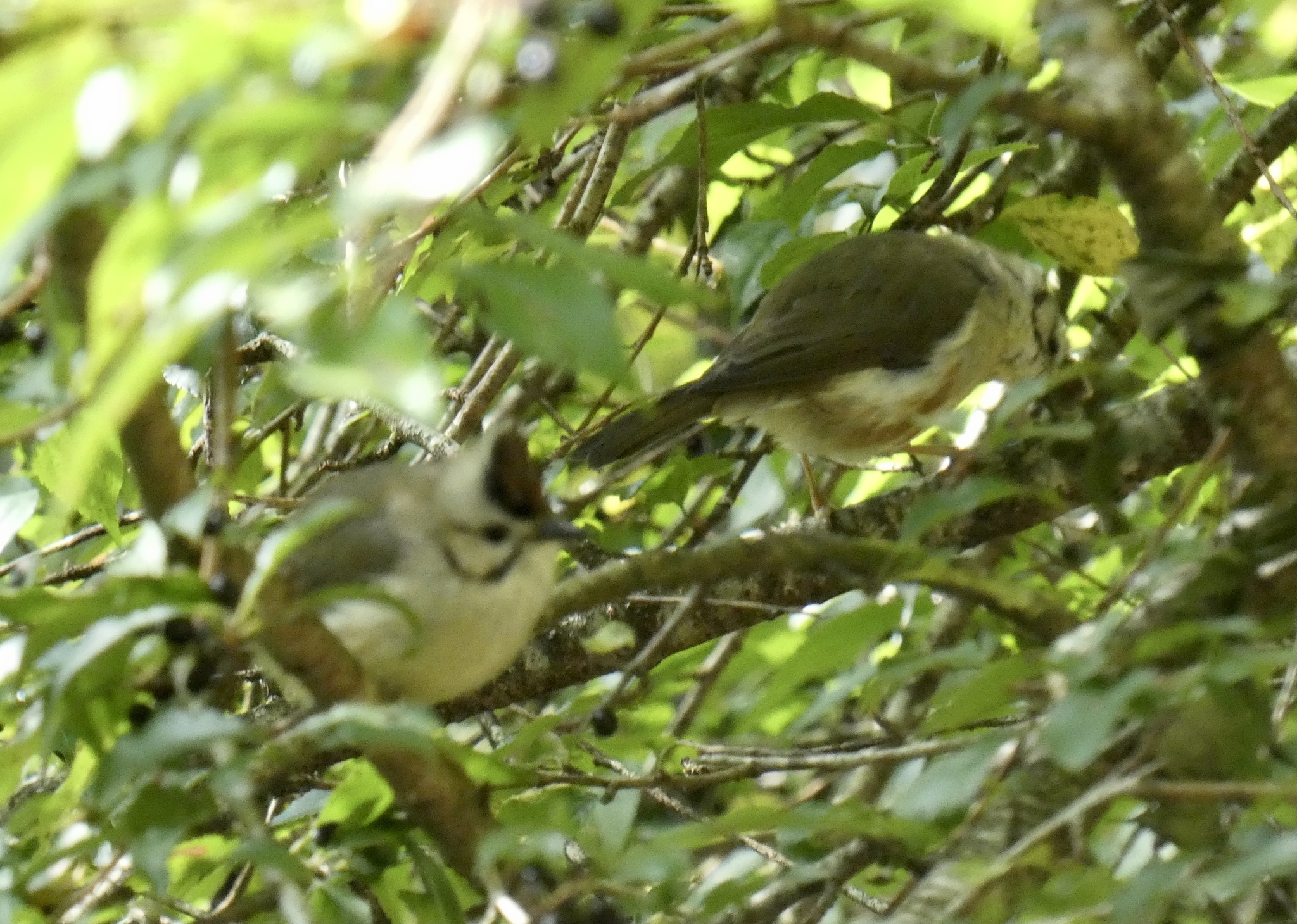 Taiwan Yuhina