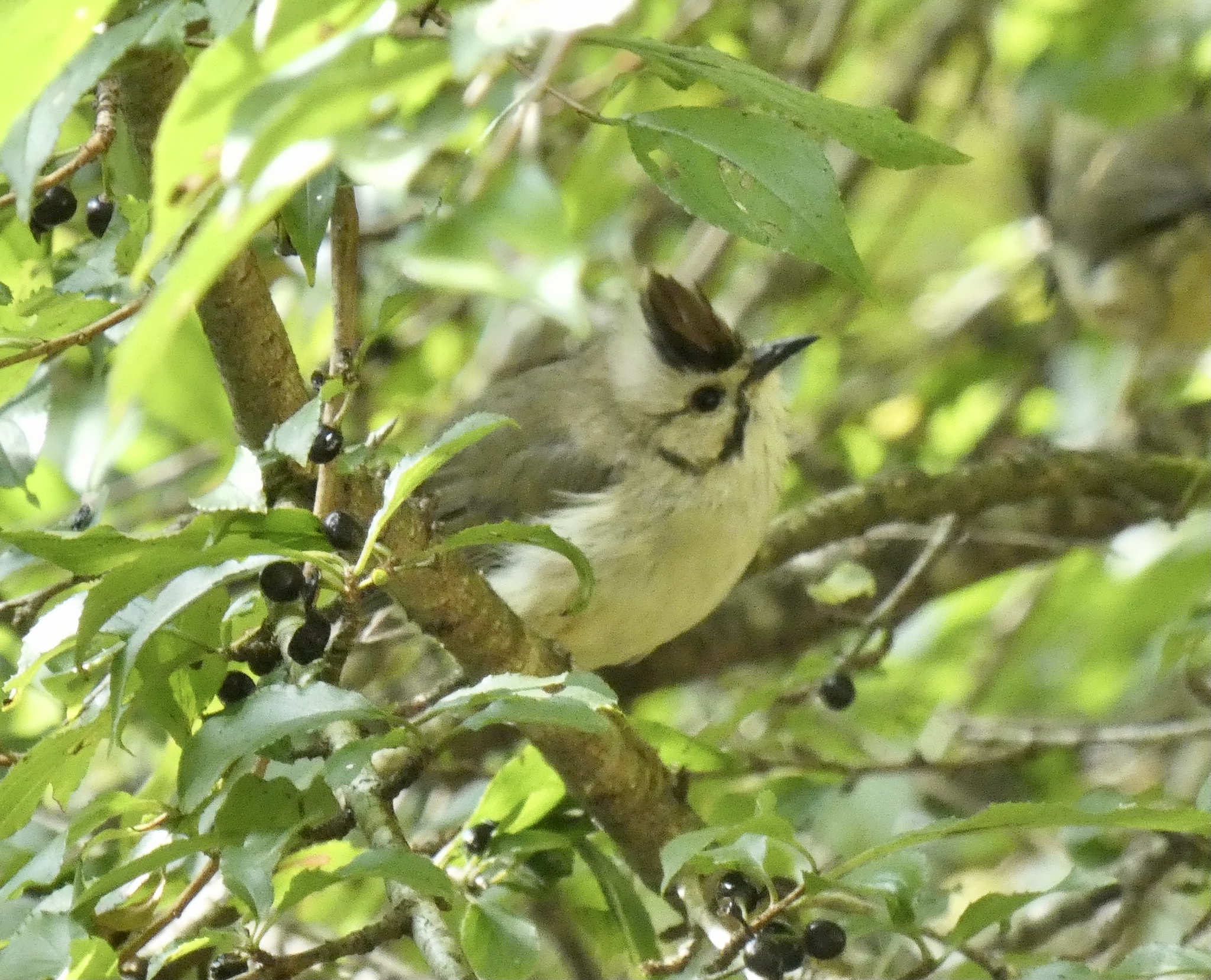 Taiwan Yuhina