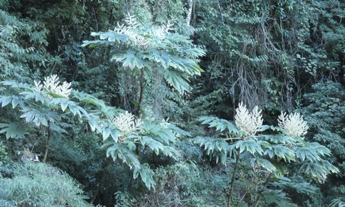 Tetrapanax papyrifer