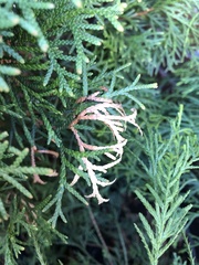 Pestalotiopsis funerea