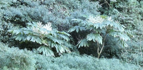 Tetrapanax papyrifer