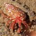 Stevens' Hermit Crab - Photo (c) aaronbaldwin, some rights reserved (CC BY-NC), uploaded by aaronbaldwin