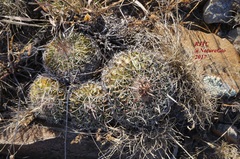 Echinofossulocactus zacatecasensis