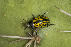 Calligrapha mexicana