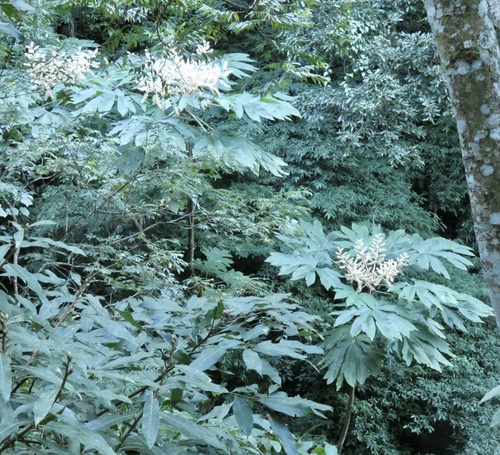 Tetrapanax papyrifer