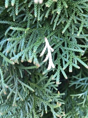 Pestalotiopsis funerea