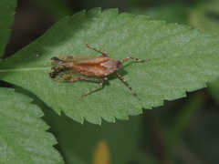 Orthopagus splendens