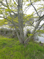 Gleditsia aquatica