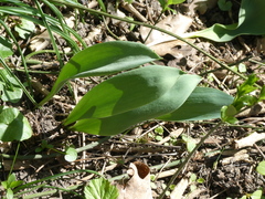 Tulipa gesneriana