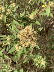 Baccharis punctulata