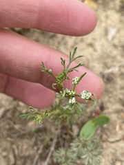 Ammoselinum