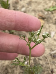 Ammoselinum