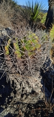 Ferocactus flavovirens