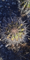 Ferocactus flavovirens