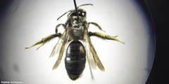 Andrena pilipes