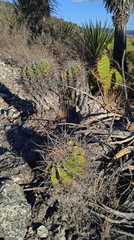 Ferocactus flavovirens