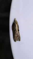 Acleris cristana