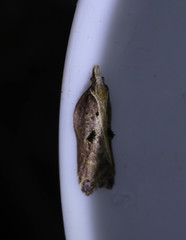 Acleris cristana