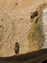 Apis mellifera