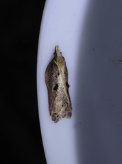 Acleris cristana